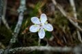 【まだ間に合う山のお花見】車でアクセスできる遅い春「山梨・奥秩父エリア」の開花状況（2026年4月）の画像003