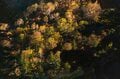【登山】そこは、まるで天上の楽園！  “秋空を映す水鏡、黄金色の高層湿原になだらかに続く木道”  彩り鮮やかな原生林「苗場山」 長野県｜新潟県 2026年の画像003