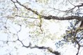 新緑の秘境「深南部」へ…純白「シロヤシオ」のトンネルを求めて【南アルプスの日々 vol.4】の画像002