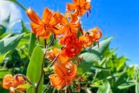 【登山】花の百名山は天空の楽園だった！「平標山の高山植物に魅了される夏」 新潟県・2023年