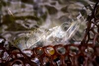 【渓流釣り】 秋の荒喰い！ それとも恋の季節！？ 「アマゴとイワナが共生する渓でフライフィッシング」  岐阜県・2024年9月