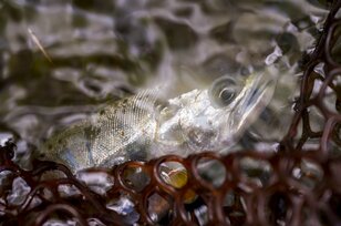 【渓流釣り】 秋の荒喰い! それとも恋の季節!? 「アマゴとイワナが共生する渓でフライフィッシング」 岐阜県・2024年9月
