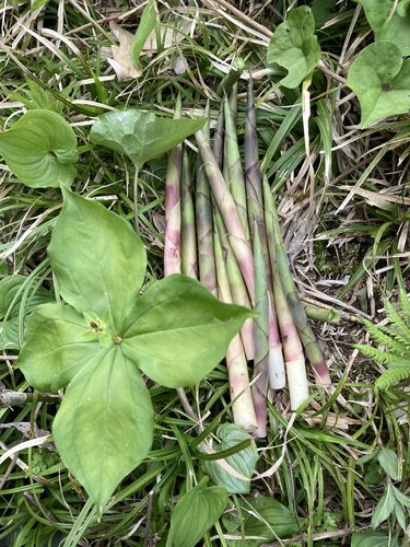 苗場スキー場の「タケノコ山」でタケノコ採り！ ＜新潟県