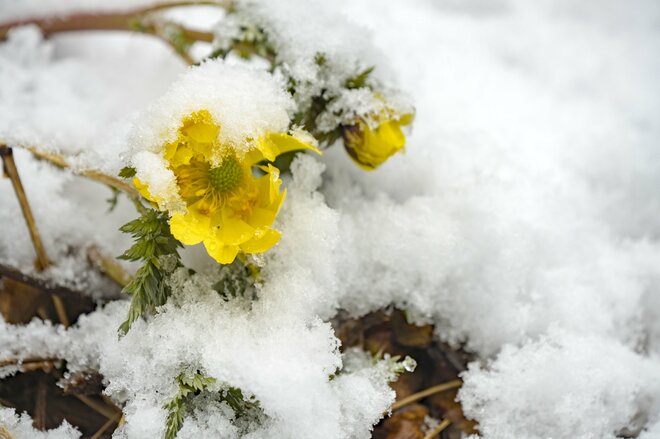  雪のなかじっと春を待つ黄色い妖精！ 「幸せを招く」フクジュソウの群落へ・2022年3月下旬【長野県】の画像010