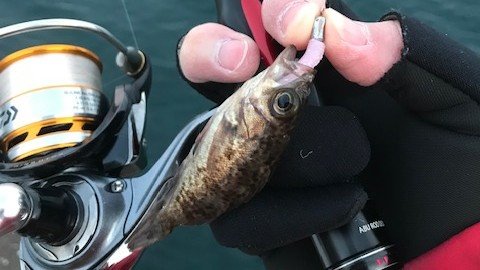【アジング】初心者が持て余す「群れの回遊待ち」時間には「足元の根魚」狙いがおすすめ！  意外と楽しめる堤防際「ライトロック」の画像003