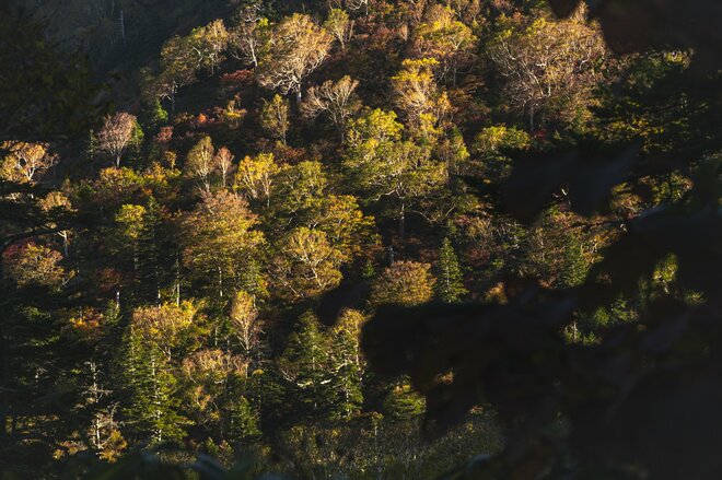 【登山】そこは、まるで天上の楽園！  “秋空を映す水鏡、黄金色の高層湿原になだらかに続く木道”  彩り鮮やかな原生林「苗場山」 長野県｜新潟県 2026年の画像003