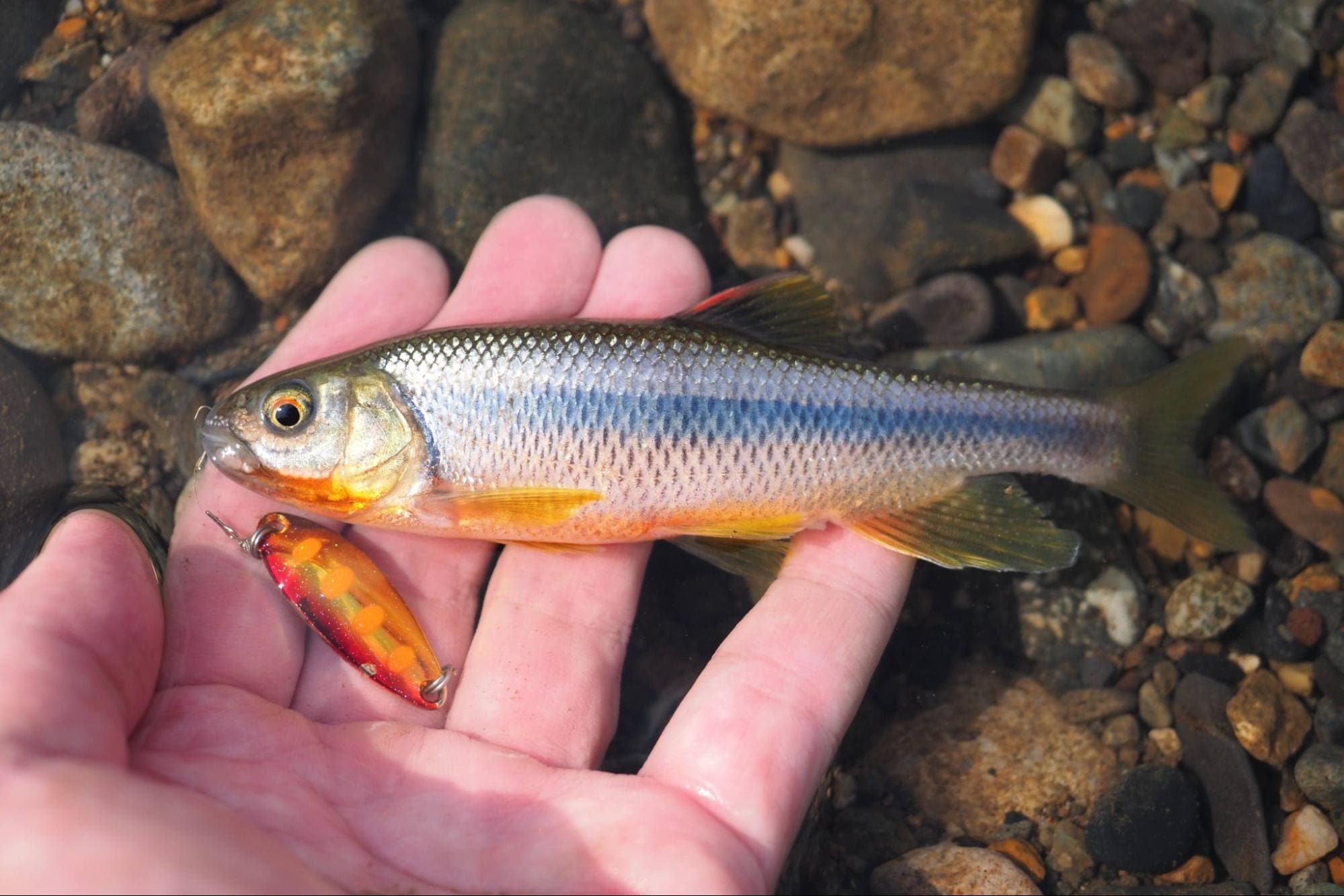 (2ページ目) 身近な川で数釣りOK!「カワムツ」のルアーフィッシング! 来シーズン「渓流釣り解禁」までの腕磨きにも! 9月下旬「実釣レポ ...