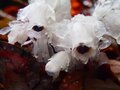 南会津、準絶滅危惧「ヒメサユリ」を愛でる花旅へ＜福島県＞の画像004