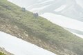 ライチョウ観察は登山道沿いがベスト！ 白馬乗鞍岳・小蓮華山のライチョウ調査へ＜長野県＞の画像009