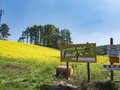 【ゴールデンウィーク】菜の花畑の奥に北アルプスがそびえる絶景！ 程よく賑わう穴場的なお花見スポット！  中山高原・長野県大町市 2022の画像001