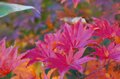 谷川岳の “谿紅葉” を空中散歩！ ロープウェイとリフトで手軽に紅葉狩り《群馬県》2022年の画像002