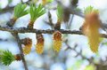 【連休明けハイキングはここに注目】5月の山の楽しみは景色だけじゃなくて「目の前」にもある＜樹上編＞の画像009