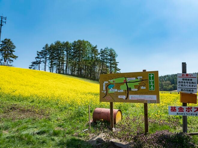 【ゴールデンウィーク】菜の花畑の奥に北アルプスがそびえる絶景！ 程よく賑わう穴場的なお花見スポット！  中山高原・長野県大町市 2022の画像001