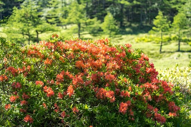 「季節は初夏から夏へ！ 歩き出しから2,000m越えの高層湿原」レンゲツツジにコマクサ・高嶺の花々を愛でながらライトトレッキング！ 池ノ平湿原・湯ノ丸山【上信越高原国立公園】／東御市の画像003