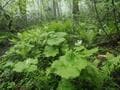 雨や霧で花弁が透き通る “スケルトンフラワー”「サンカヨウ」 梅雨時でもアクセスしやすい、往復約1時間のスポット3選！の画像007