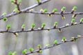 【まだ間に合う山のお花見】車でアクセスできる遅い春「山梨・奥秩父エリア」の開花状況（2026年4月）の画像006