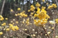 【花巡り】早春ハイキング “見頃を迎えたミツマタ” 東丹沢を埋め尽くす「黄色のポンポン」 県内最大規模の群落を楽しむ   神奈川県｜2026年