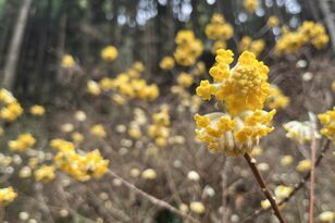 【花巡り】早春ハイキング “見頃を迎えたミツマタ” 東丹沢を埋め尽くす「黄色のポンポン」 県内最大規模の群落を楽しむ   神奈川県｜2026年
