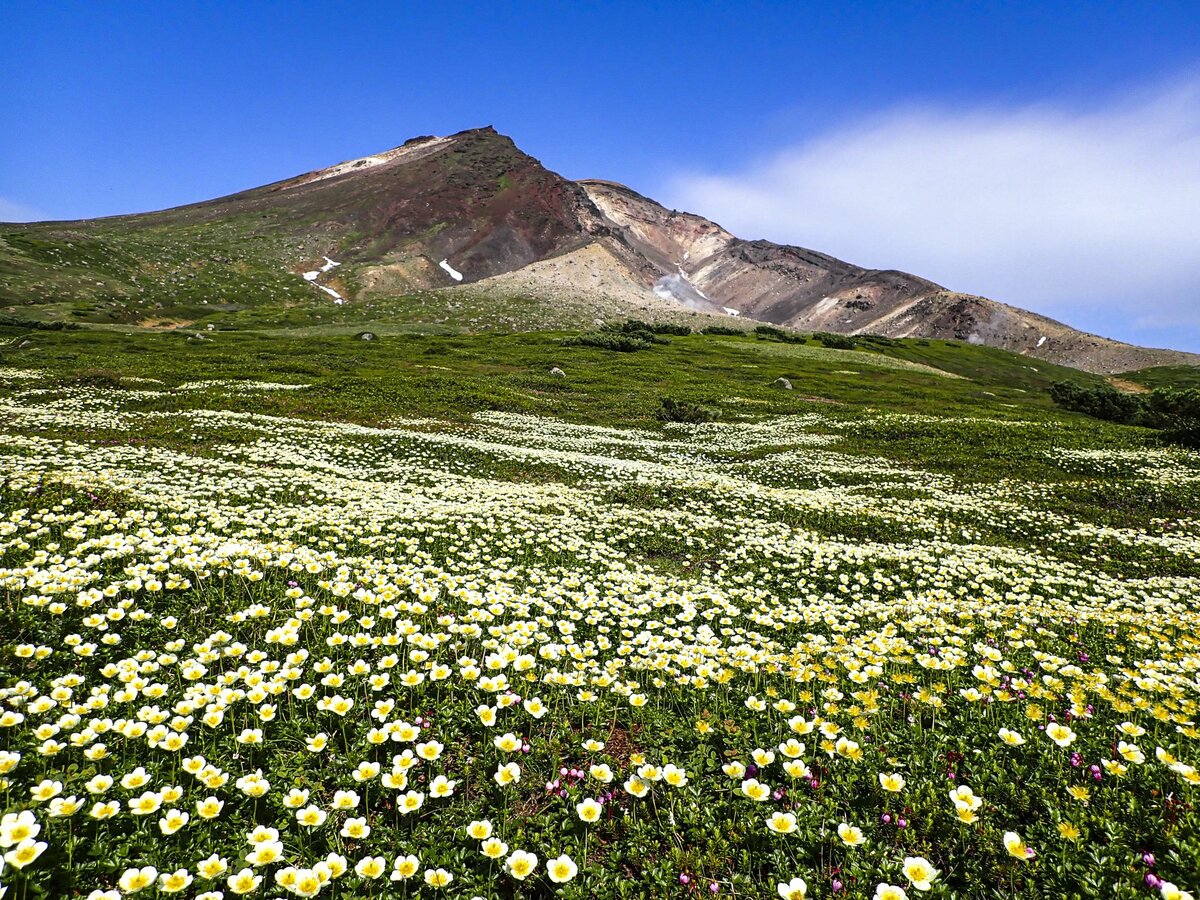 「夏山シーズンイン!」 北海道の山々にも高山植物の花々が咲き始める 【2024年 初夏】|登山|レポート|BRAVO MOUNTAIN