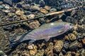 釣り人による・持続可能な“釣り場作り”へ【神河C＆Rエリア トラウトリバー市川】の挑戦！ 2022年《兵庫県》の画像007