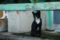 「カツオの島の島猫たち」宮古島から橋を渡って池間島、伊良部島へ【琉球島猫百景 vol.09　沖縄県・宮古島〈2〉】の画像006