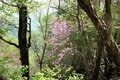 【首都圏近郊ハイキング】5月でもまだ花見ができる山「西丹沢・檜洞丸」への画像012