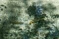 【渓流釣り】すっかり野生化している異国のトラウトたち！「釣りを通じて知る生態系」 長野県・梓川 2023年の画像003