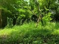 天然由来の虫除け効果に期待「焚き火の煙が蚊を遠ざける！？」信じるか信じないかは、あなた次第です【焚き火の話vol.23】の画像003