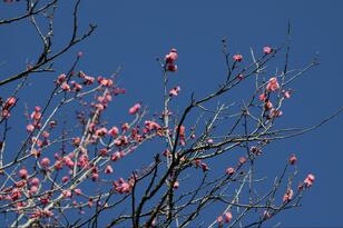 山頂を目指さなくてもOK！  絶景4000本「梅の花」見る「早春ハイキング」 2月の湯河原「幕山・梅の宴」見頃直前レポ