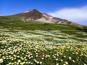 「夏山シーズンイン！」 北海道の山々にも高山植物の花々が咲き始める 【2024年 初夏】