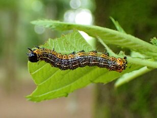 【これは盲点】春の虫探しは「桜の花が散った後」に注目【あなたのすぐそばにいる「季節の虫」の探し方 vol.4】