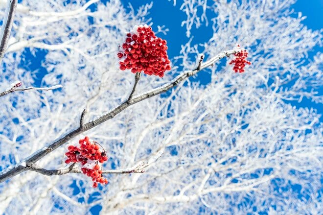 「ブナの森に咲く雪の花」が美しすぎるとSNSで話題！  標高差789ｍを最新型ゴンドラで「霧氷の世界」へ！  信州・野沢温泉スキー場【2021・初冬】の画像011