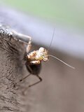 日本最小のカマキリ「ヒナカマキリ」 顔はキュートだけど威風堂々！ “秘密兵器”を持ち込むも、出会いは意外な場所だった【三浦半島】2024年の画像007