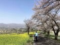 桜に菜の花、スイーツも！ 北信州の春は「サイクル＆トレイン」で大満足の旅【GO！GO！千曲川 飯山線サイクルトレインプラン春】4/5スタート の画像001