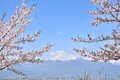 桜・1,500本が咲き上がる！  絶景“さくらコース”「光城山」でお花見ハイキング！  山頂からは雪化粧の北アルプス＆夜はライトアップも【長野県安曇野市】の画像001