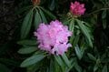 【首都圏近郊】連休明けから初夏に狙いたい植物の宝庫「新緑と花々が萌える日帰りハイキングルート」＜湯ノ丸山＞の画像001