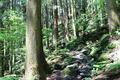 バラエティ豊かな登山コース「棒ノ折山」夏こそ行きたい “涼感” の魅力！ 「木漏れ日の樹林帯・Vの字谷・沢沿い歩き」＆絶景の「山頂広場」レポの画像003