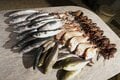 「海釣り初心者」でもこんなに釣れた！  熱海でタイ、カツオ、サバが大漁！  お味も美味しすぎ「正直感動レポート」の画像012