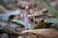 片栗粉の原材料？「咲くまでに7年かかる」可憐なカタクリの花って見たことありますかの画像004
