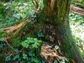 神秘的なコケと原生林がお出迎え！「往復5時間」北八ヶ岳の茶臼山・縞枯山ハイキングで楽しむ「緑の絶景」の画像001
