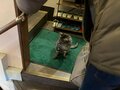 「2泊で実質1人1150円」全国旅行支援でコスパ最高！  大阪・天満駅1分「猫が部屋まで接客してくれる」ホテルとは？の画像001
