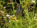 「この虫はガ？ それともチョウ？」 秋に花壇で見られる ”地味” な虫に注目【あなたのすぐそばにいる「季節の虫」の探し方 vol.11】の画像002