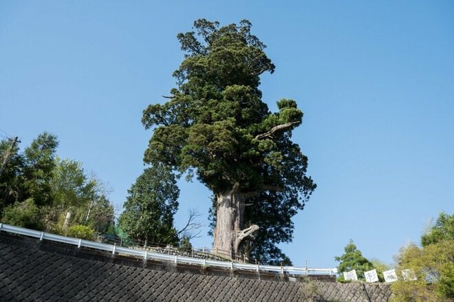 【首都圏近郊】まだ間に合うお花見登山「西丹沢・畦ヶ丸山」は桜だけじゃない欲張りプランを楽しめるんです！の画像020