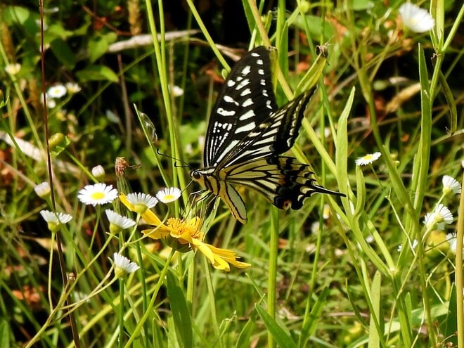 「この虫はガ？ それともチョウ？」 秋に花壇で見られる ”地味” な虫に注目【あなたのすぐそばにいる「季節の虫」の探し方 vol.11】の画像002