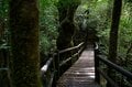 【世界自然遺産・屋久島】樹齢1800年「仏陀杉」に会いに行く！「ヤクスギランド」の吊り橋とエメラルドグリーンの清流を巡る1時間20分ライトトレッキングの画像003