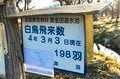 安曇野に春の訪れを告げる風物詩！ ハクチョウの“北帰行“「北アルプスを背景に飛び立つ姿にエールを送る」2022年・長野県「御宝田遊水池」の画像003