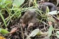真夏の谷戸に広がるハス田が見頃！ グルメも充実『ハスまつり』意外な生き物との遭遇も【東京都町田市】2023年の画像005