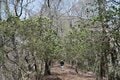 【首都圏近郊】まだ間に合うお花見登山「西丹沢・畦ヶ丸山」は桜だけじゃない欲張りプランを楽しめるんです！の画像018
