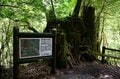 【世界自然遺産・屋久島】樹齢1800年「仏陀杉」に会いに行く！「ヤクスギランド」の吊り橋とエメラルドグリーンの清流を巡る1時間20分ライトトレッキングの画像004