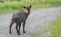 日本の山で見かける野生動物たち「あなたはどの動物にあったことがありますか？」 山の妖精オコジョから毒ヘビまでの画像003